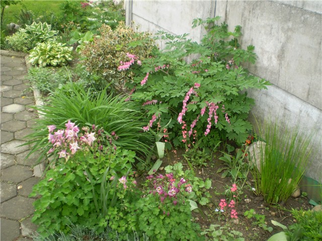 hosta